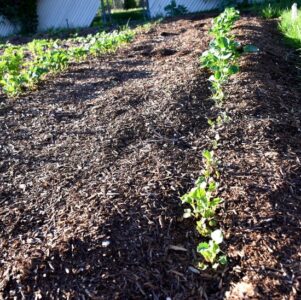 How to Build A Vegetable Bed Biodynamically, Part 2 Image